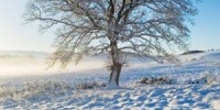 image: The Footprints of Winter
