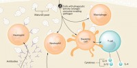 image: Antifungal Immune Response