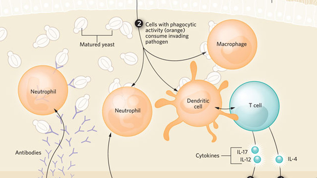 image: Antifungal Immune Response