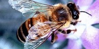 image: Honey bee microbiome probed