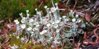 New fungal hiding places image: New fungal hiding places
