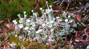 New fungal hiding places image: New fungal hiding places