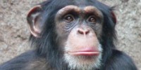 image: Chimp panel biased towards research?