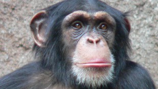 Chimp panel biased towards research? image: Chimp panel biased towards research?