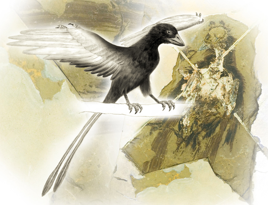 An artist’s conception of the pigmentation patterns in the 120 million-year-old Confuciusornis sanctus—the oldest documented bird to display a beak. Patterns are based on chemical maps of copper and other trace metals in several fossils of this organism.Richard Hartley, University of Manchester
