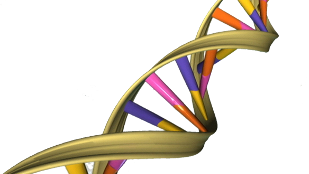 DNA-based calculator image: DNA-based calculator