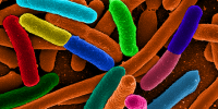 Genome Digest image: Genome Digest