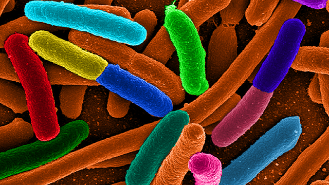 Genome Digest image: Genome Digest