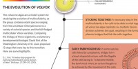 image: The Evolution of Volvox