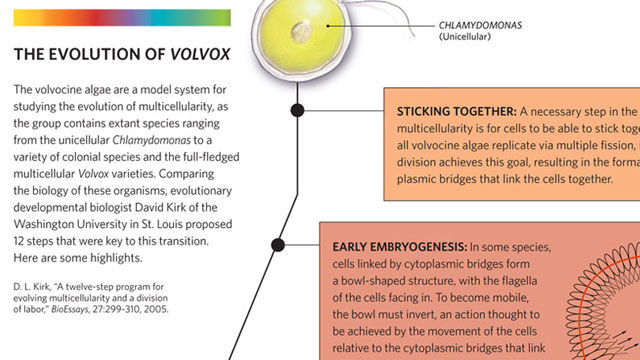 The Evolution of Volvox image: The Evolution of Volvox