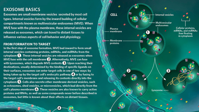 Exosome Basics image: Exosome Basics