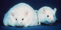 image: The RNA roots of obesity?