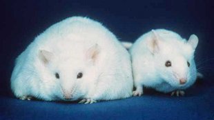 The RNA roots of obesity? image: The RNA roots of obesity?