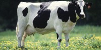 image: A new cow-borne superbug 