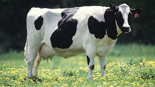 A new cow-borne superbug image: A new cow-borne superbug