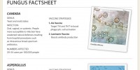 image: Fungus Factsheet