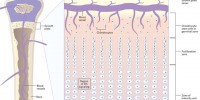 image: Growth Plate Dynamics