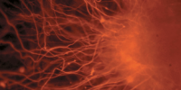 image: Embryonic Stem Cell Fight Continues
