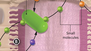 Infographic: Intestinal molecular signaling View full size JPG | PDF