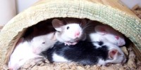 image: What lab mice are made of