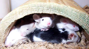 What lab mice are made of image: What lab mice are made of