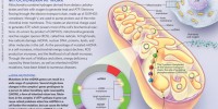 image: Mitochondria at Work