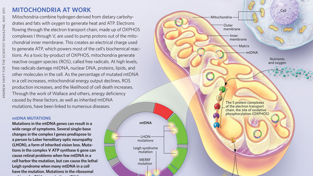 Mitochondria at Work image: Mitochondria at Work