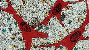 The essence of stem cells image: The essence of stem cells