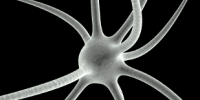 image: Stress births neural stem cells