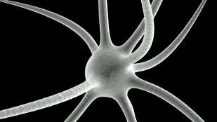 Stress births neural stem cells image: Stress births neural stem cells