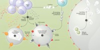 image: Part Human, Part HIV