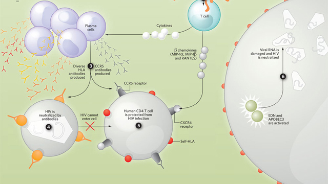 Part Human, Part HIV image: Part Human, Part HIV