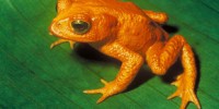 image: Pick your frog poison