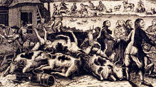 Deadly Bovine Disease Ousted image: Deadly Bovine Disease Ousted