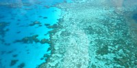 image: Fish fear from above