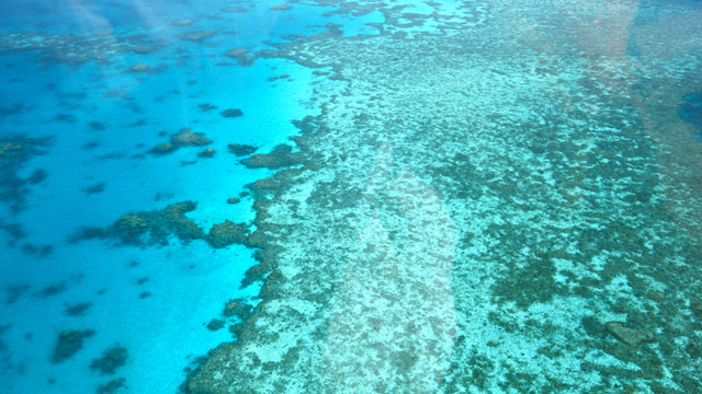 Fish fear from above image: Fish fear from above
