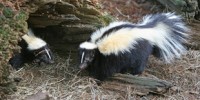 image: How skunks got their stripes