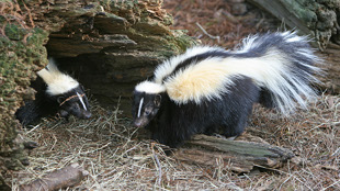 How skunks got their stripes image: How skunks got their stripes