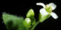 image: Plant scientists, innovators