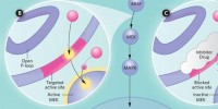 image: Molecular Targeting of BRAF Mutations