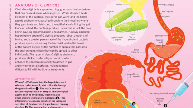 Anatomy of C. Difficile image: Anatomy of C. Difficile