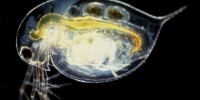 image: Escape Predators, Get Parasites