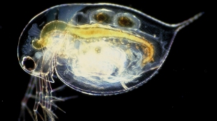 Escape Predators, Get Parasites image: Escape Predators, Get Parasites