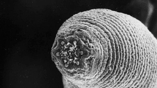 Deep-Earth devil worms image: Deep-Earth devil worms