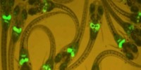 image: Fluorescent fish find pollution