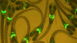 Fluorescent fish find pollution image: Fluorescent fish find pollution