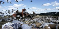 image: Biodegradables not environmentally friendly