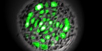 image: First biological laser