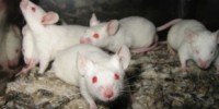 Gene Editing Treats Blood Disease image: Gene Editing Treats Blood Disease