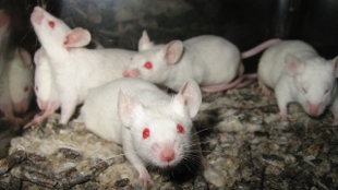 Gene Editing Treats Blood Disease image: Gene Editing Treats Blood Disease